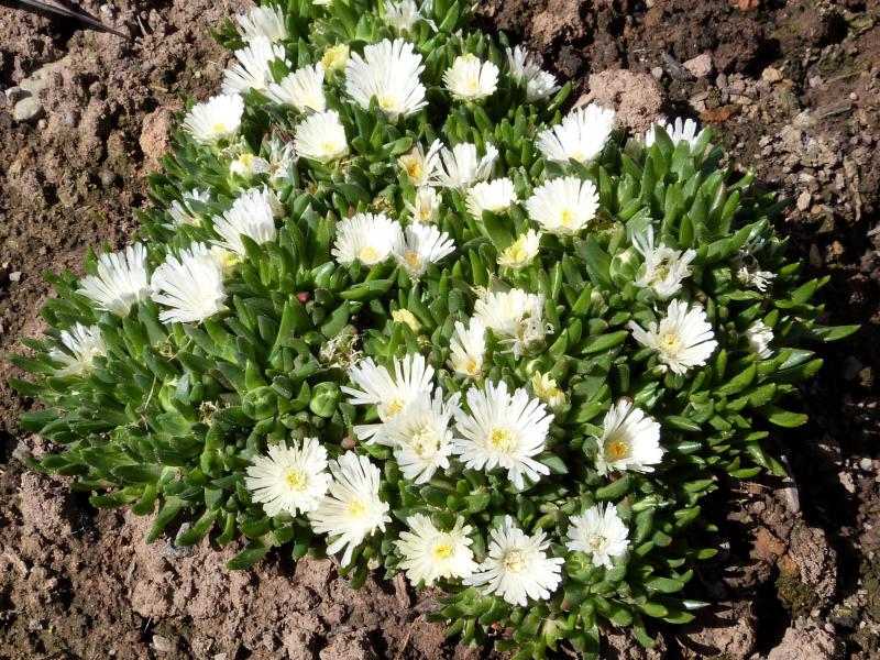 Motherplant with flowers